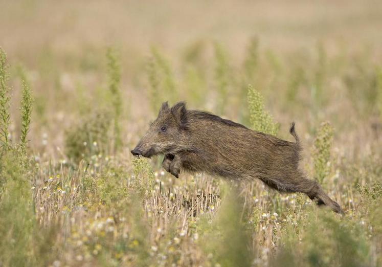 Une commission départementale fixe, chaque année, en plusieurs étapes, le barème d'indemnisation pour l'ensemble
des denrées agricoles, ainsi que pour les resemis.