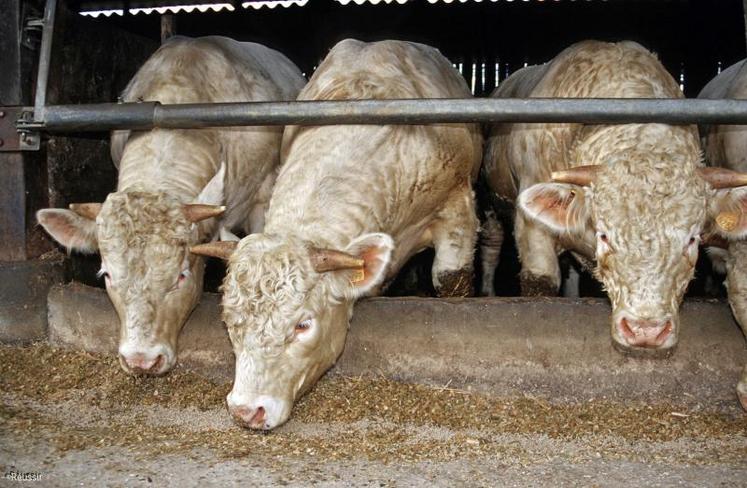 La FNB dresse un bilan inquiétant avec « des prix à la production en chute brutale pour les jeunes bovins, sous la pression des abatteurs ».