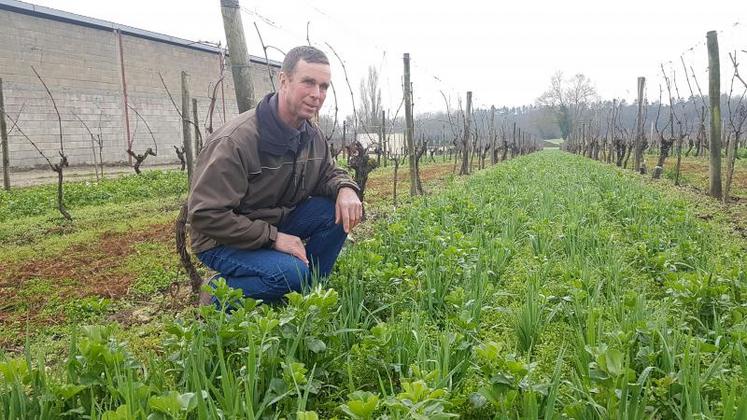 Christian Herbreteau utilise les couverts végétaux depuis 2014.