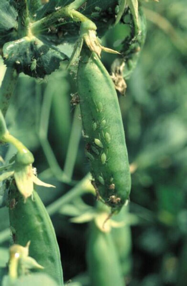 Des pucerons verts sur le pois.