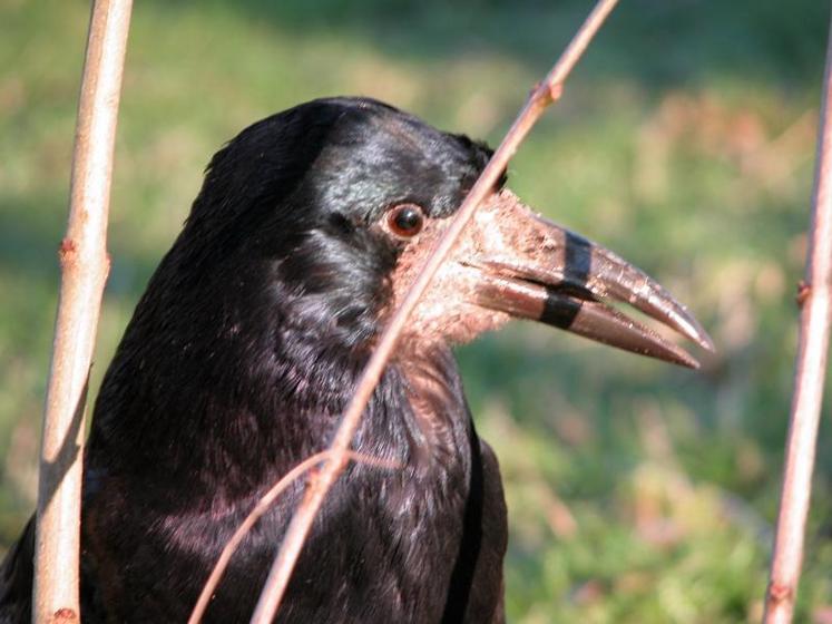 Cultures, Maître corbeau avec son bec détruit la récolte