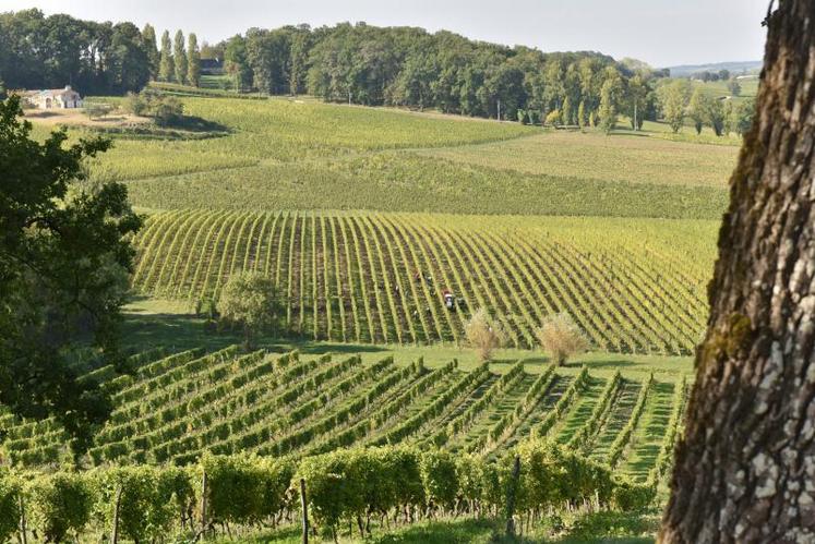 Le secteur viticole a la chance d’être porté par un marché mondial en augmentation constante.
