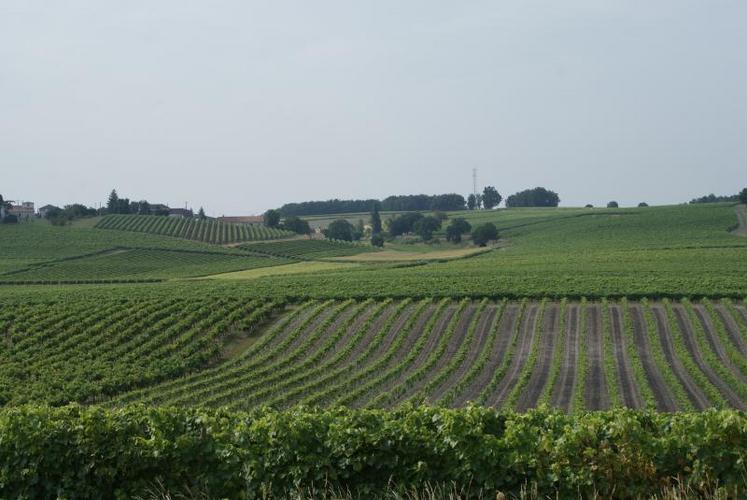 Le vignoble de cognac.