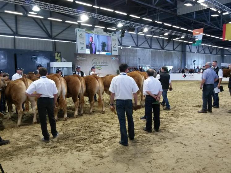 Les concours de races, ici les Limousines, sont un moment fort lors de l'ouverture du salon de l'agriculture ALPC.