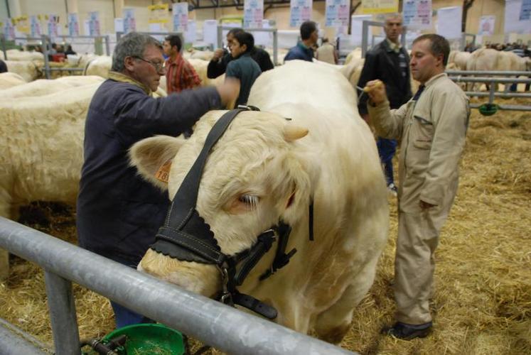 Jusqu'au dernier moment on prépare les animaux.