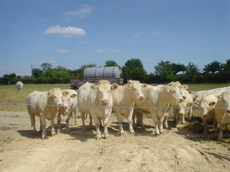 L’affouragement des vaches et des génisses sera guidé aussi par le type et l’état des animaux.