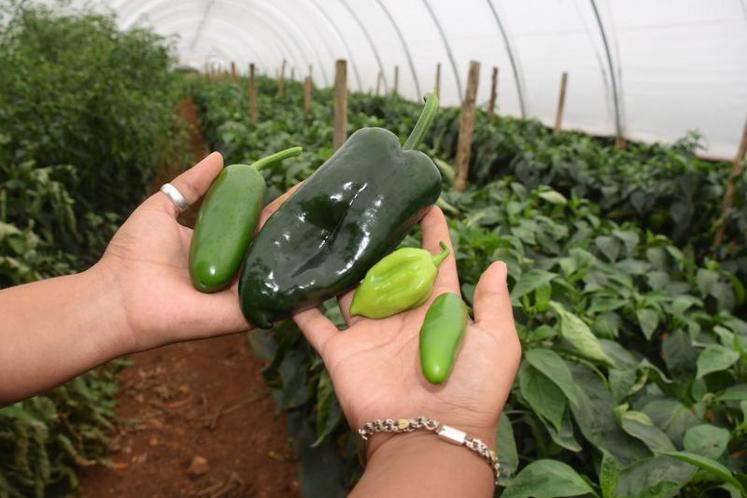 Elle présente ses tomatillos, utilisés dans la cuisine mexicaine pour élaborer, entre autres, une sauce acidulée, et ses piments jalapeño, poblano, habanero et serrano (de gauche à droite).