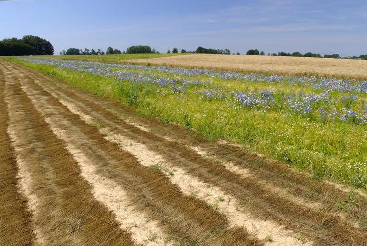 Une jachère fleurie contenant des espèces fleuries a été implantée dans une bande enherbée entre lin et céréales par un agriculteur. Un moyen d’assurer du pollen pour les insectes butineurs et des graines pour les oiseaux.