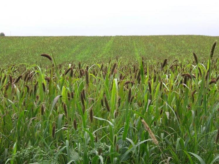 En bonnes conditions, elle pousse rapidement (70 à 90 jours) avec une production potentielle de 2 à 4 tonnes de MS/ha.