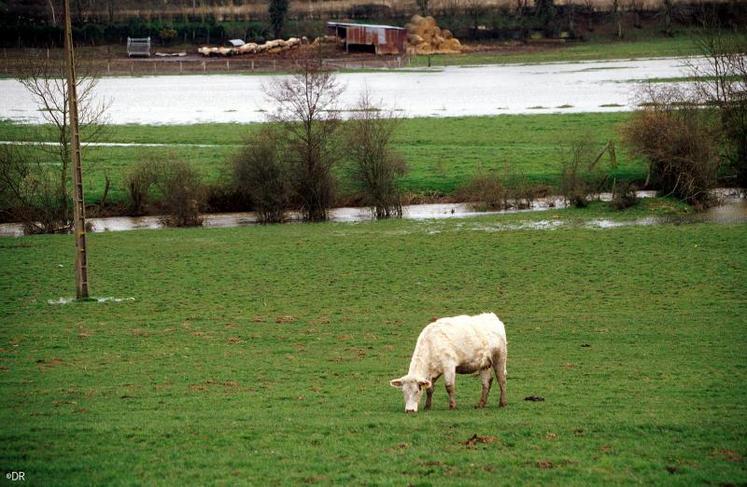 La nouvelle norme BCAE gestion des surfaces en herbe prévoit l’exigence de maintien global des surfaces en herbe au niveau de l’exploitation.