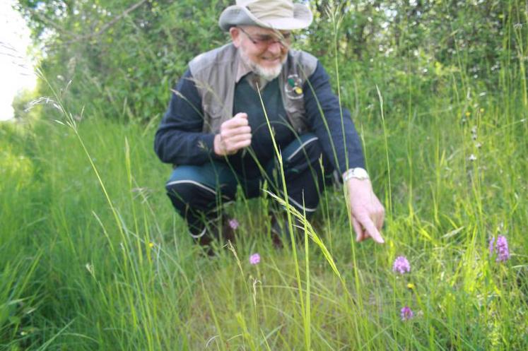 Jean-Claude Querré montrant une Anacamptis Pyramidalis