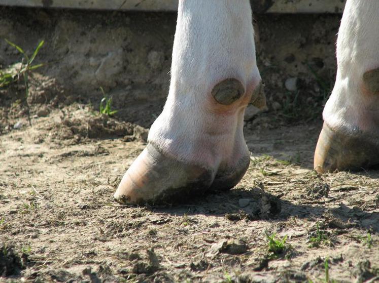 Les deux nouveaux index mis en place recensent les sept lésions les plus fréquemment rencontrées parmi les 21 observables.