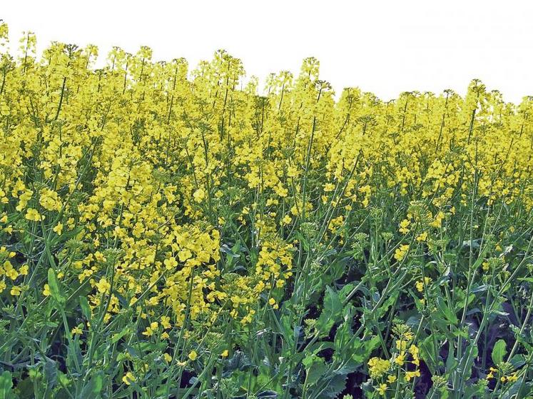 Quatre critères sont indispensables pour bien choisir sa variété : le phoma, l’élongation automnale, la verse et le rendement.