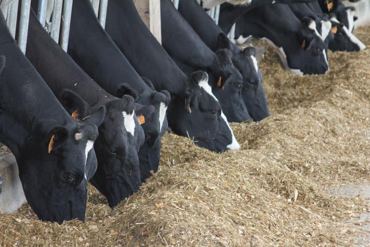 Alimentation des vaches laitières