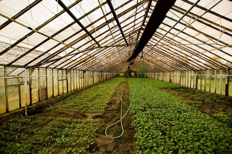 Les communes servent d’intermédiaires avec les horticulteurs pour les commandes groupes.