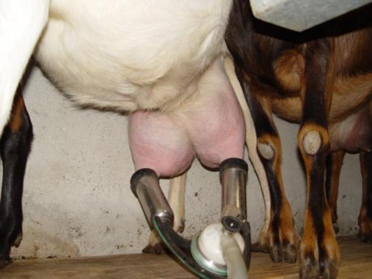 Le bassin laitier Charentes-Poitou garde et de haut sa place de leader