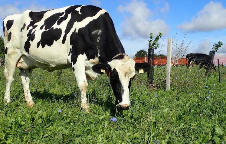 Les prairies multi-espèces pourront servir de ressources fourragères complémentaires durant les périodes délicates.