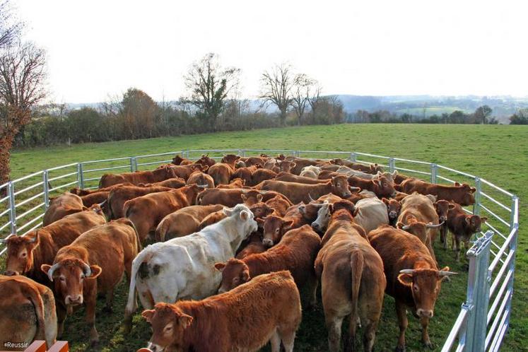 La manipulation des animaux pouvant représenter de vrais dangers, les zones de contention doivent être aménagées à proximité des zones de vie.