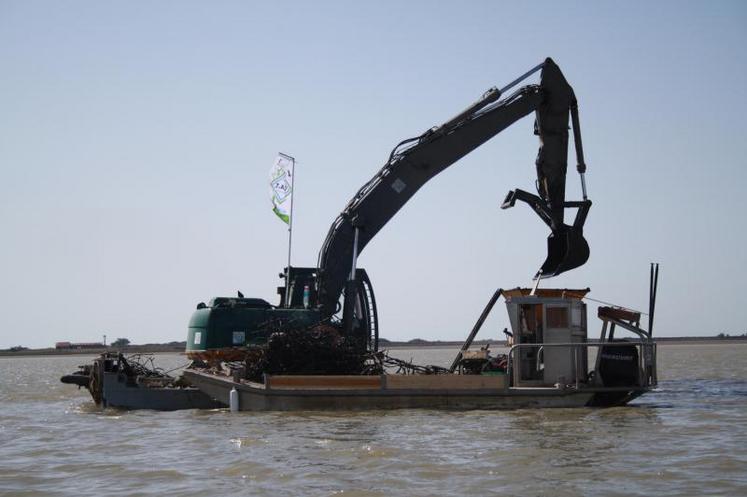 Expérimenter l'enlèvement des « crassats » pour retrouver un habitat naturel de vasière.