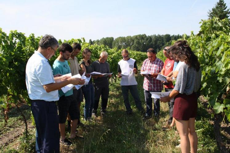 La journée du 16 juillet a permis aux viticulteurs et techniciens viticoles de la Chambre d’agriculture de mettre en place un protocole d’essai.
