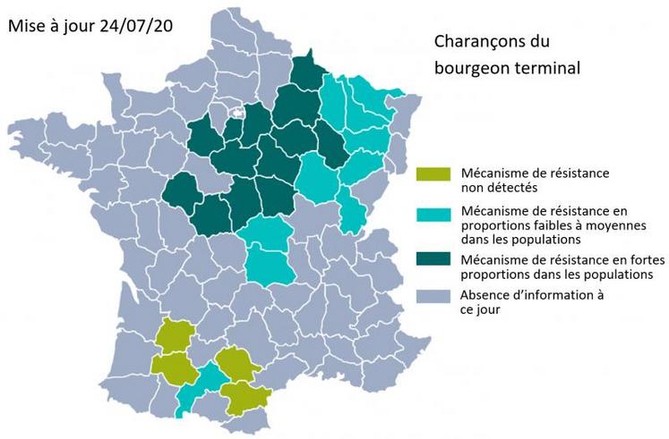 État des résistances des populations de charançon du bourgeon terminal.