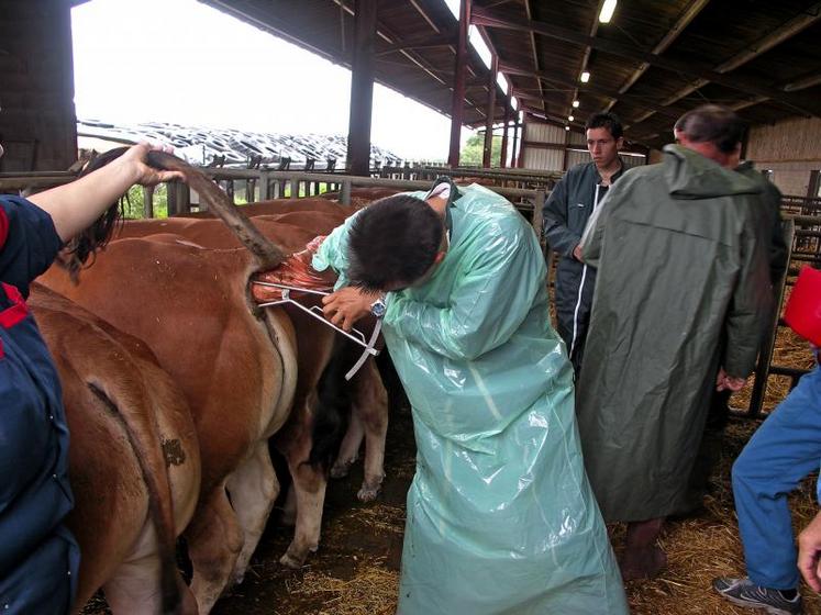 Rapport entre la hauteur sacro-pubienne et la largeur de l’os Iliaque, la surface de l’ouverture pelvienne chez le mâle reproducteur sera désormais valorisée.