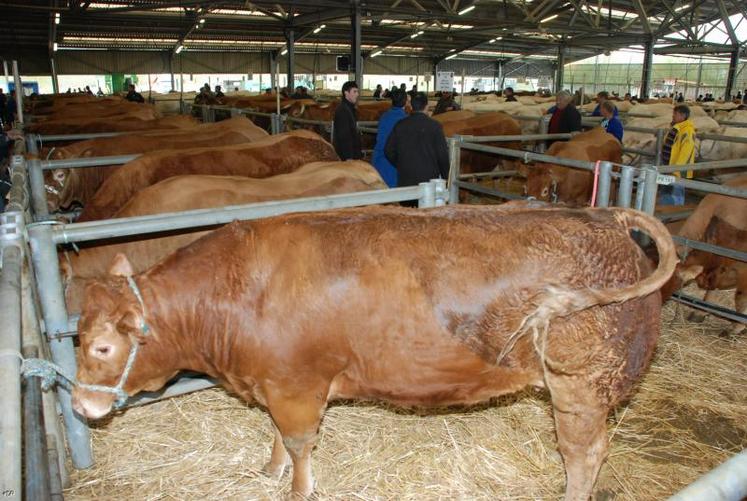 A Lezay, les animaux de boucherie ont cotoyé les élèves du Campus des métiers qui devaient 
réalisé un «plat minute».