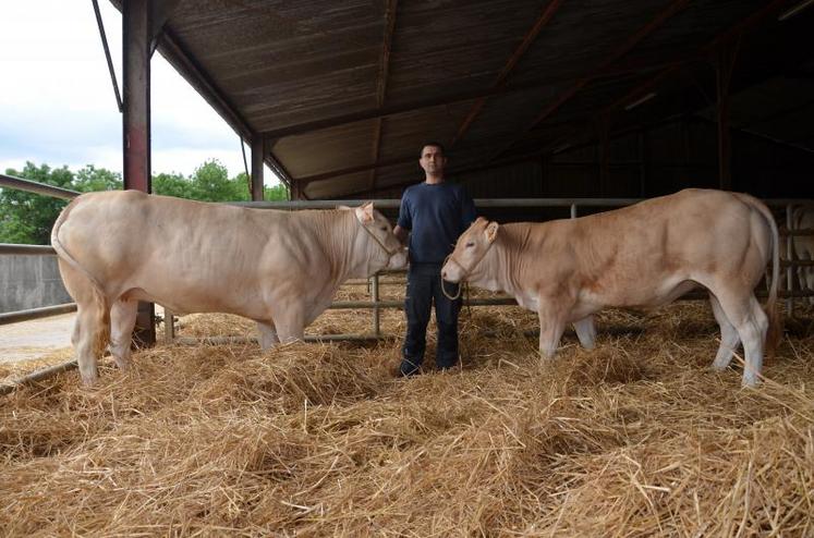 Guillaume Juillet prépare les deux génisses qui porteront les couleurs de son élevage à l’Interrégional de Lezay : Laïka, sœur du taureau d’IA Edison, et Latina, une sœur de Domino.