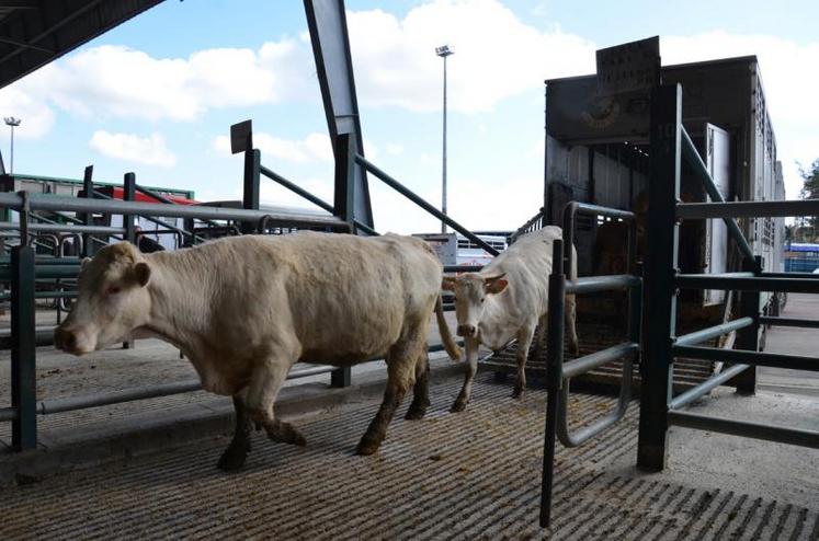 Plus de 280 bovins passés sur le ring de la vente au cadran de Parthenay, le 5 avril.