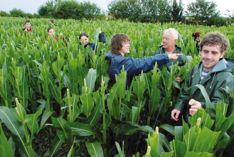 L’écimage du maïs, une activité étalée sur une courte période à laquelle participent beaucoup de jeunes.