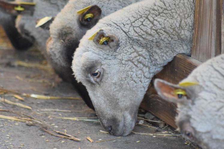 Le complément minéral peut être nécessaire au moment de la 
reproduction et de la lactation mais également si les brebis sont en bergerie avec des concentrés pour équilibrer les rations.