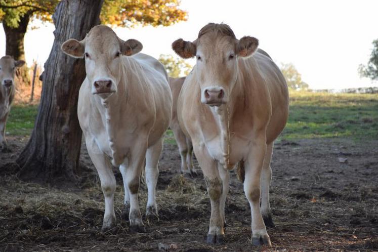 le coût de production hors travail s’est nettement dégradé (+73 €/100 kg vif), principalement impacté par la hausse des charges de mécanisation et du coût des approvisionnements.