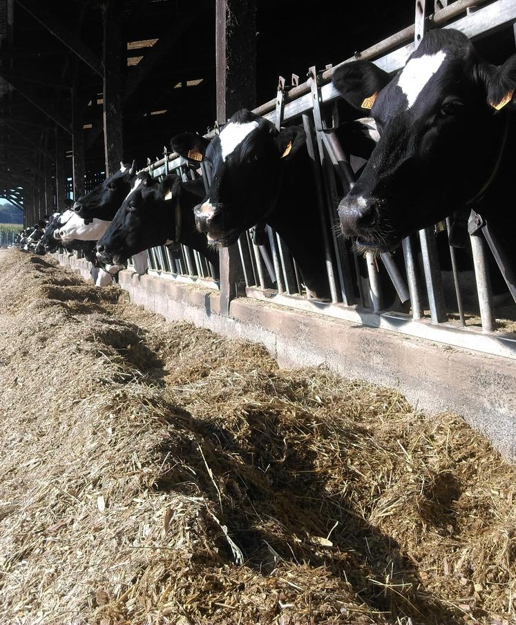 Vache à l'auge