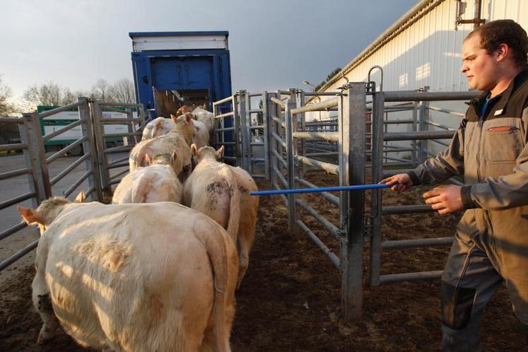 Les animaux peuvent circuler librement sur le territoire et la vaccination n'est plus obligatoire, sauf pour l'export.