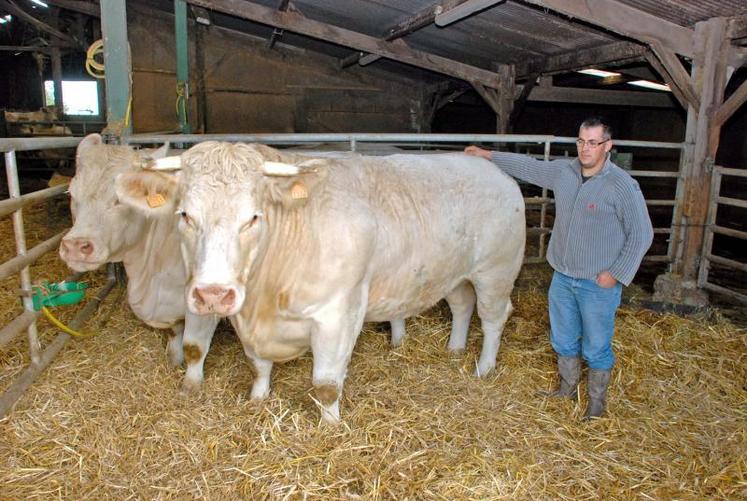 La barre de boucherie des Conviviales sera composée d’animaux appartenant au GAEC le Châtaignier. Ces deux génisses feront partie du lot exposé par Cyril Clisson.