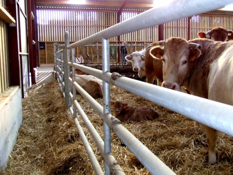 Un couloir entre murs en bois ou portails et animaux et un couloir d’alimentation sur chaque longueur  pour que les éleveurs puissent surveiller de tous les côtés en restant à l’intérieur et pour intervenir rapidement not