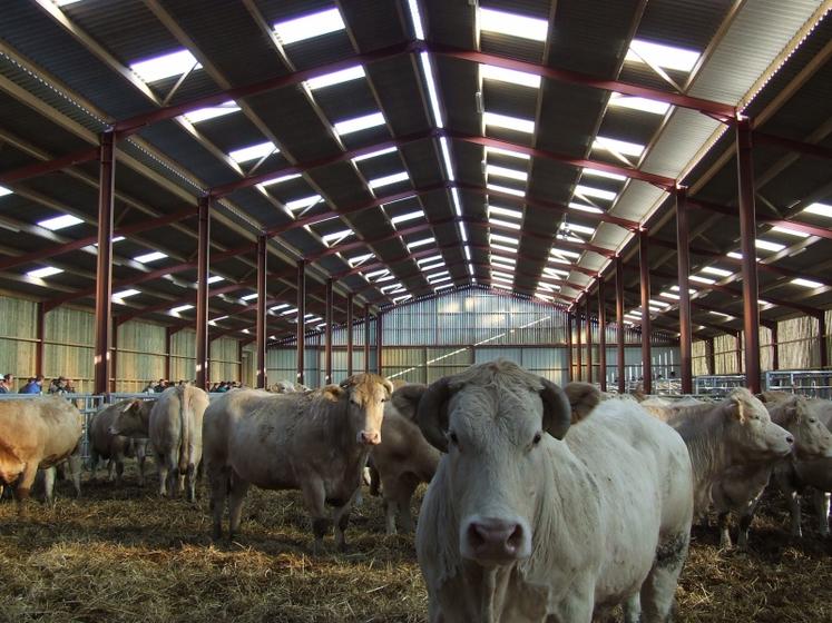 La conception du bâtiment est basée sur le fonctionnel, la surface de couchage des vaches avec 12 m de profondeur peut accueillir d’autres animaux. La paille est renouvelée tous les jours avec 4,5 à 5 kg par vache après d