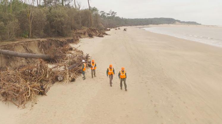 Les travaux visent à sécuriser les massifs dunaires face à l'érosion constatée.