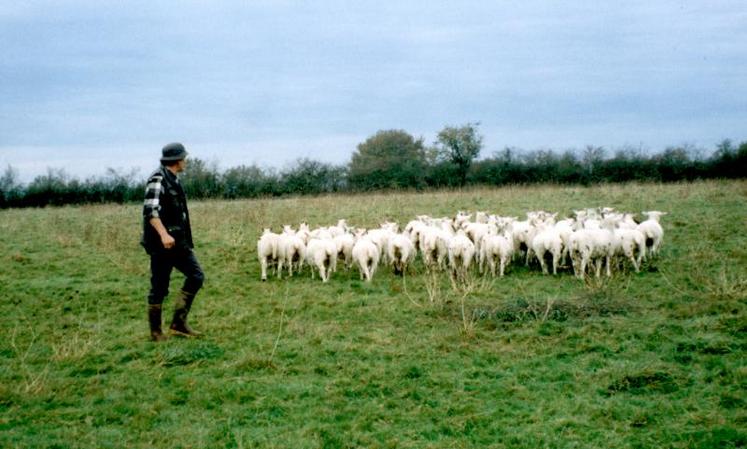 Pour bénéficier de l’aide ovine, les éleveurs doivent détenir au moins 50 brebis et respecter une un critère minimum de productivité de 0,4 agneau vendu par brebis et par an.