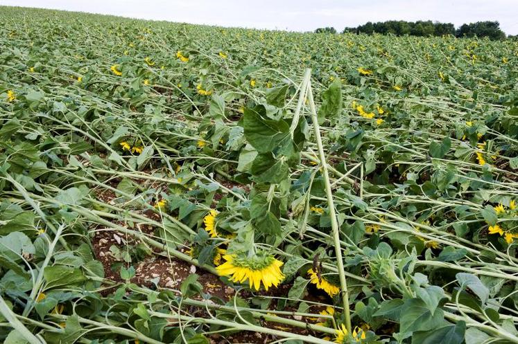 Les risques considérés comme assurables ne sont pas pris en charge par le dispositif des calamités agricoles comme les pertes de récolte liées à la grêle ou au fort coup de vent .