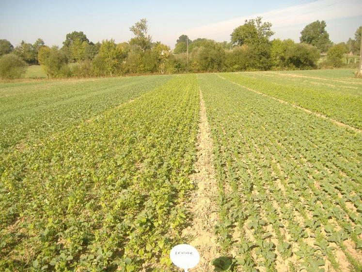 Le nouveau groupe d’agriculteurs du Thouarsais Sol vivant travaille cette année sur une essai de mélange de culture de colza et de lentille.