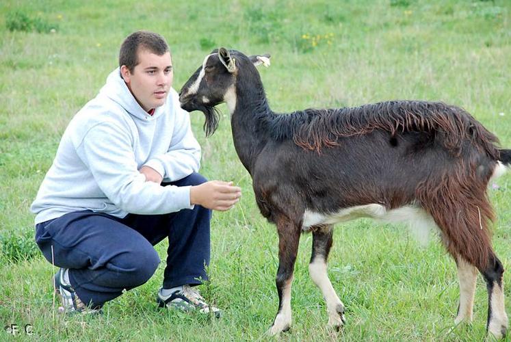 Guillaume Bichon et l’une de ses chèvres poitevines : « J’essaye de présenter des races régionales ».