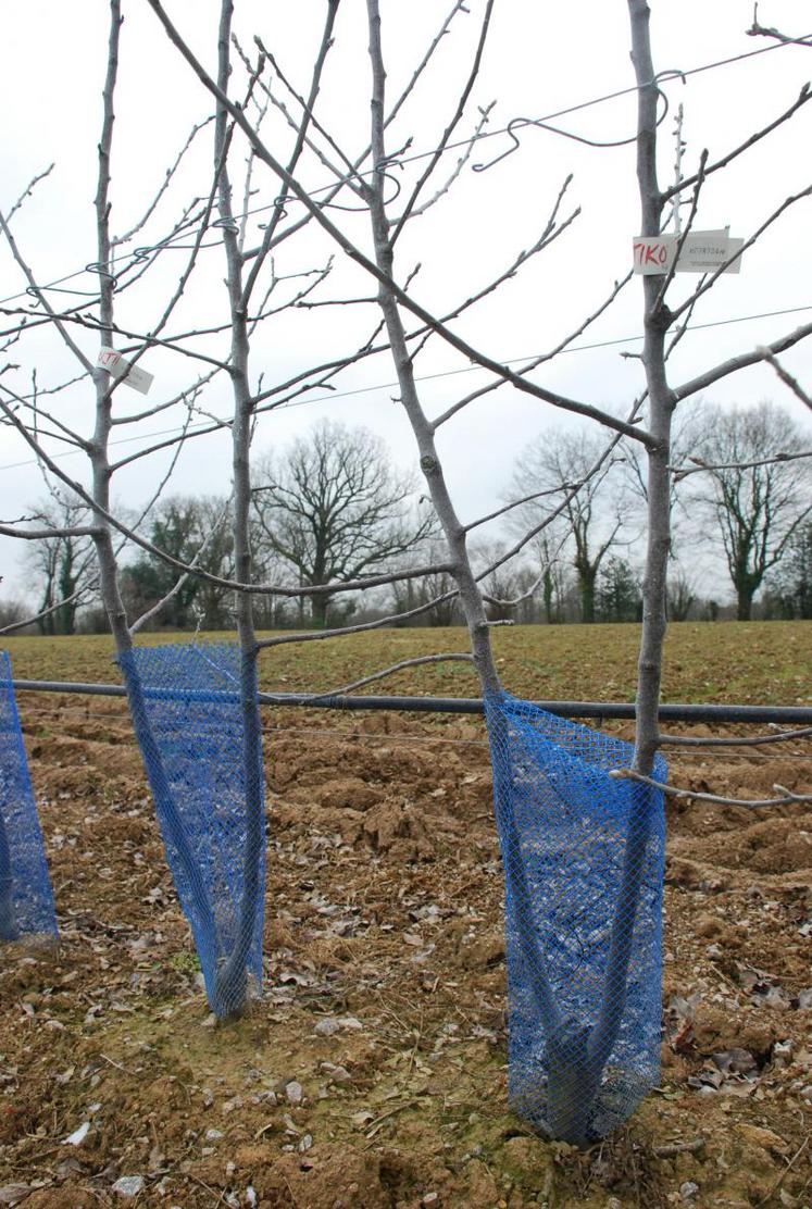 Un verger d’étude créée à partir d’arbres biaxes va voir le jour sur l’exploitation de Patrick Pied. Suivi par Christophe Bellenger, ce projet vise à créer un verger étroit dans lequel les tâches nécessitant de la main-d’œuvre saisonnière seraient plus simples et moins gourmandes en temps.