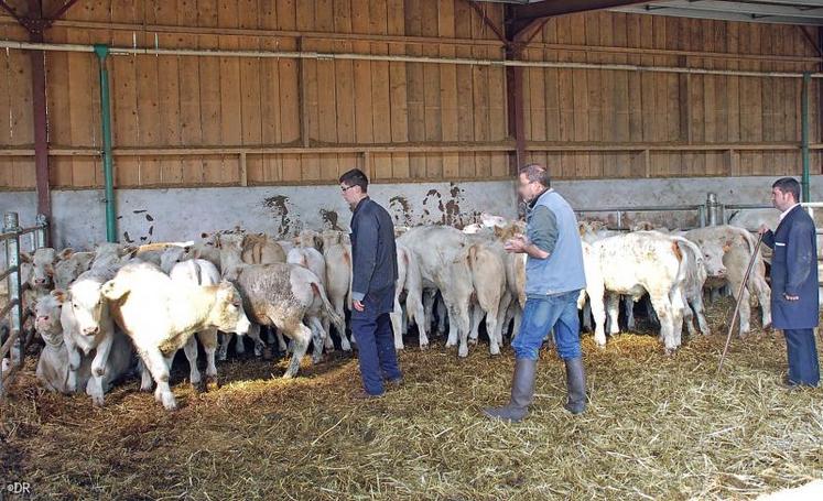 Jean-François (2e à partir de la gauche) procède à l’examen clinique des animaux avant leur exportation.