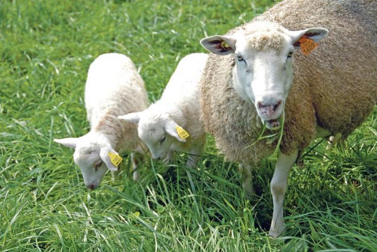 La variation de l’aide directe en 2019 par rapport à 2010 est une augmentation de 49% pour l’élevage extensif d’ovins.
