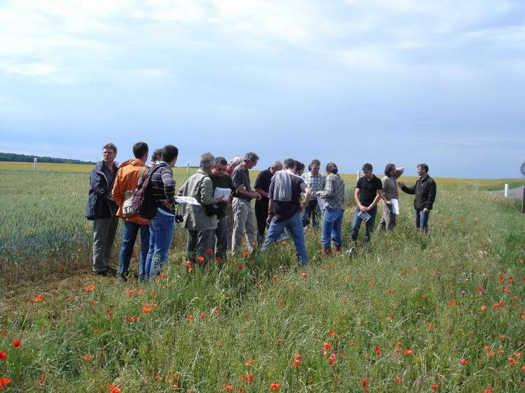 Les participants à la réunion d’information sur le projet IBIS ont pu remarquer les insectes auxiliaires de cultures dans la bande enherbée, installée par Bruno Dupas, exploitant à Oiron.