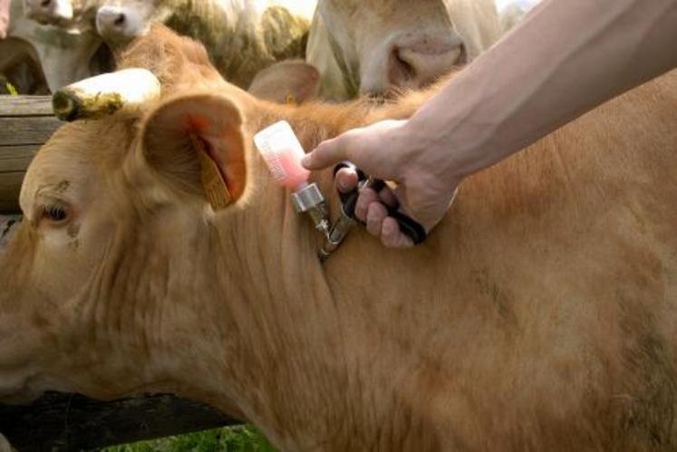 La vaccination est le seul moyen efficace pour protéger les animaux et maintenir en conséquence l’activité économique.
