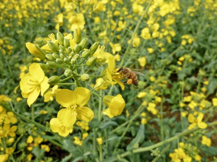 Dans quelques jours, les surfaces de colza vont jaunir. Au cours de la période de floraison de cette plante productrice de nectar 
et de pollen, les traitements insecticides sont interdits pour protéger des insectes pollinisateurs.