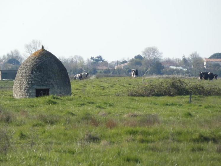 Une gabirotte dans le marais de la Seudre, près du village de St-Martin (Le Gua). Les vaches paissent autour de ces petites structures qui rappellent à Adiza Mousset des cabanes de conservation des céréales, dans son Bénin natal. Depuis quelques années, Paul Mousset, qui travaille sur l'autonomie protéique de son exploitation, fait à nouveau pâturer ses vaches dans 