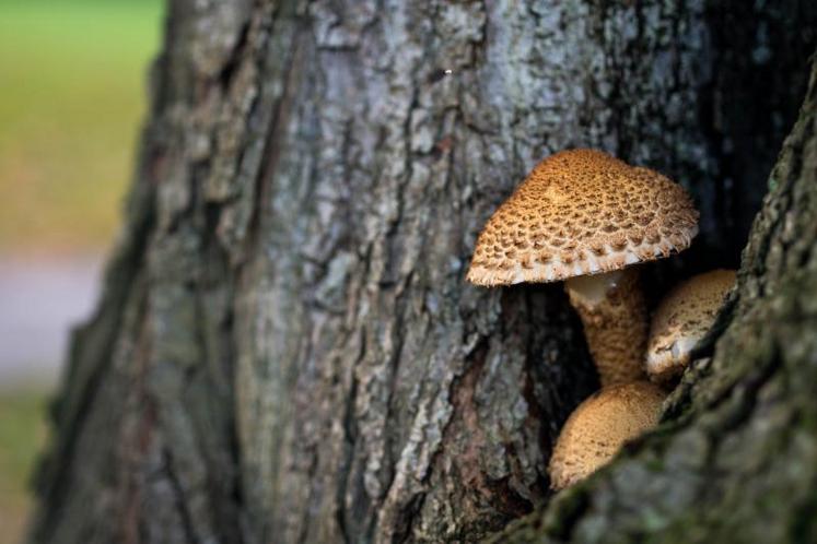 Un chêne peut accueillir jusqu’à 200 espèces de champignons. Une diversité génétique et biologique qu’il est indispensable de préserver dans les forêts. Présentant plus qu’un intérêt nutritionnel, l’eucaryote est un vecteur important de biodiversité.